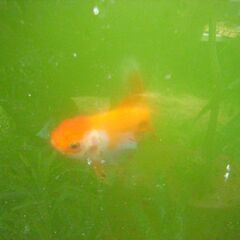 金魚-オランダ獅子頭の画像