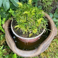 見るだけでデトックス✨「水のある癒しの寄せ植え　古陶鉢仕立て」の画像