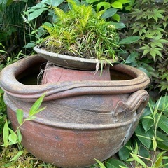 見るだけでデトックス✨「水のある癒しの寄せ植え　古陶鉢仕立て」の画像