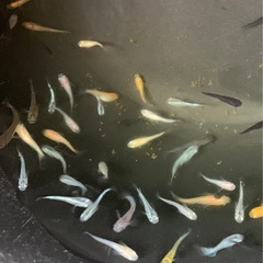🐟メダカ30匹（水草サービス④）の画像
