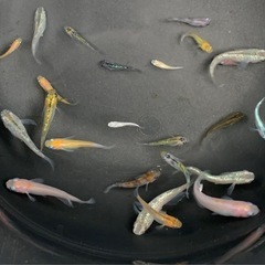 🐟メダカ30匹（水草サービス④）の画像