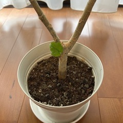 さりげなく小さなハートの着いたフィカス・ウンベラータの画像