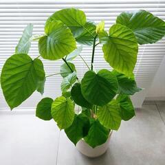 ◼️フィカスウンベラータ◼️6号　90センチ　観葉植物の画像