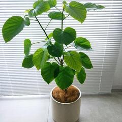 ◼️フィカスウンベラータ◼️6号　90センチ　観葉植物