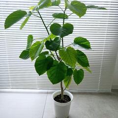 ◼️フィカスウンベラータ◼️6号　90センチ　観葉植物の画像