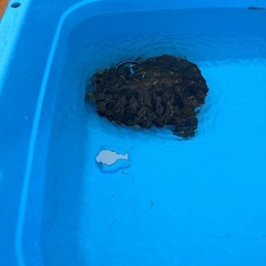 アカミミガメの画像