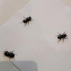 リュウキュウコクワガタ♂
(25/8/8大宜味村採集)の画像