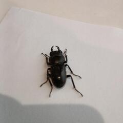 リュウキュウコクワガタ♂
(25/8/8大宜味村採集)の画像
