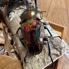 ニジイロクワガタ　トリオの画像