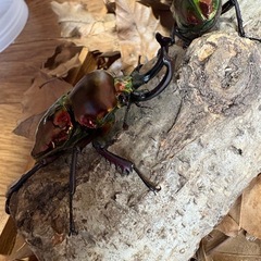 ニジイロクワガタ　トリオの画像