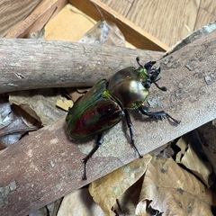 ニジイロクワガタ　トリオの画像