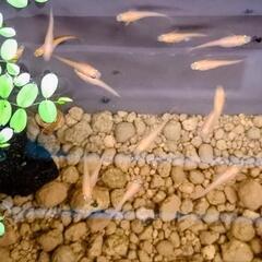 楊貴妃メダカの若魚10匹⑤の画像