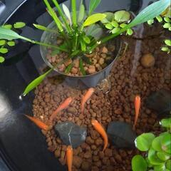 楊貴妃メダカの若魚10匹⑤の画像
