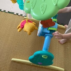 プーメリーの画像