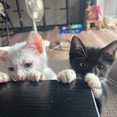 飼っていただけるかた