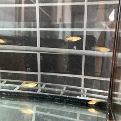 メダカ（紅帝半ダルマ）8匹の画像