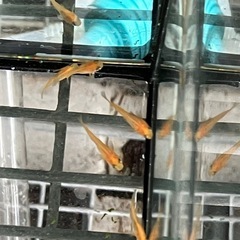 メダカ（紅帝半ダルマ）8匹の画像