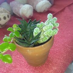 多肉植物　🍀寄せ植えの画像