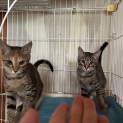 生後4ヶ月美猫姉妹　里親さん募集！！ − 滋賀県