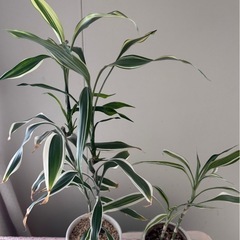 観葉植物　の画像