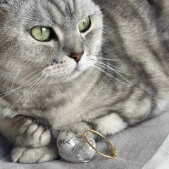 うちの子けだまだま5種ｾｯﾄ（8ｾｯﾄあり）の画像