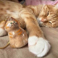 うちの子けだまだま5種ｾｯﾄ（8ｾｯﾄあり）の画像