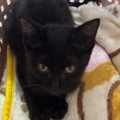 ジジちゃん 里親探してます。