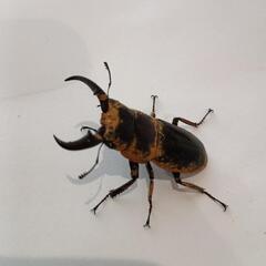 オキナワヒラタクワガタ♂49㎜(25/8/8大宜味村採集)の画像