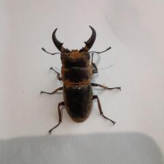 オキナワヒラタクワガタ♂49㎜(25/8/8大宜味村採集)の画像