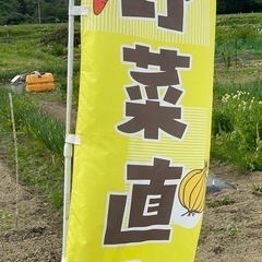 玉ねぎの画像