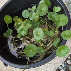 （水草）ウォーターコインの画像