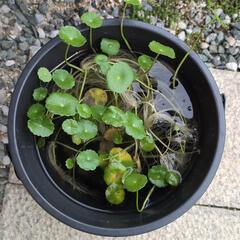 （水草）ウォーターコインの画像