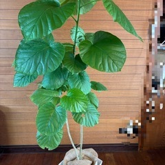 ウンベラータの画像