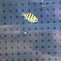 【海水魚ワイルド個体】オヤビッチャ3匹の画像