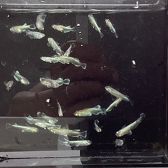 (決まりました)  驚安❗️ メダカ　エメキン若魚　画像全ての画像