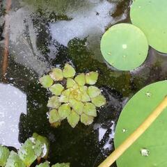 （浮草）ウォーターダイヤの画像