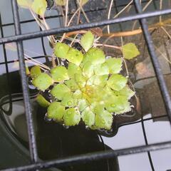 （浮草）ウォーターダイヤの画像