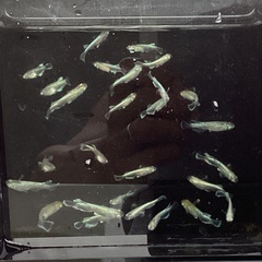 (決まりました)  驚安❗️ メダカ　エメキン若魚　画像全ての画像