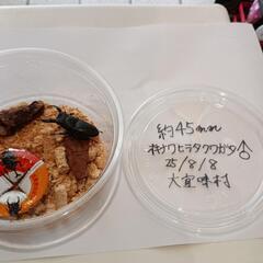 オキナワヒラタクワガタ♂45㎜(25/8/8大宜味村採集)の画像