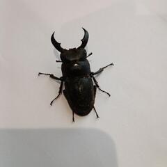 オキナワヒラタクワガタ♂45㎜(25/8/8大宜味村採集)の画像