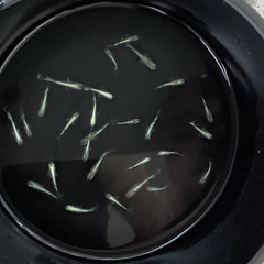 (決まりました)  驚安❗️ メダカ　エメキン若魚　画像全ての画像
