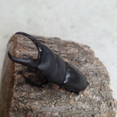 採集ヒラタクワガタ♂60.7mmオマケ付きの画像