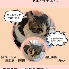 大人しい甘えん坊ゆずちゃん🐾