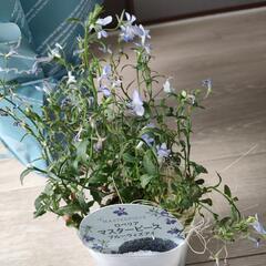 花　木花　植物　ガーデニング　花束デュランタ　ロベリア　マスターピース　ブルーウィズアイの画像