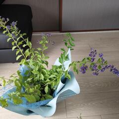 花　木花　植物　ガーデニング　花束デュランタ　ロベリア　マスターピース　ブルーウィズアイの画像