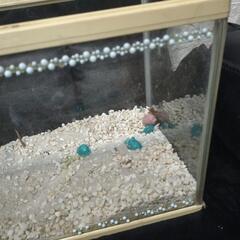 今日の取引お願いします。水槽など色々(^^)の画像