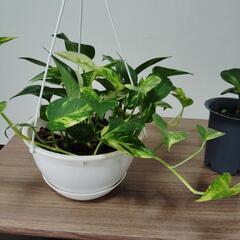 観葉植物ポトス吊り鉢とペペロミアの画像