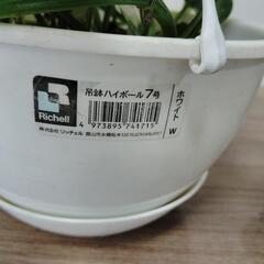 観葉植物ポトス吊り鉢とペペロミアの画像