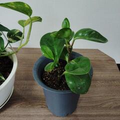 観葉植物ポトス吊り鉢とペペロミアの画像