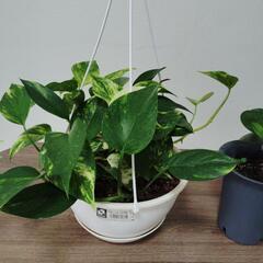 観葉植物ポトス吊り鉢とペペロミアの画像